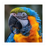Close Up Portrait Of A Blue And Gold Macaw Parrot (Print Only) thumbnail