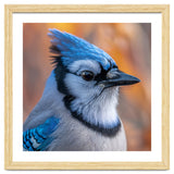Blue Jay Bird Close Up Detailed Portrait thumbnail