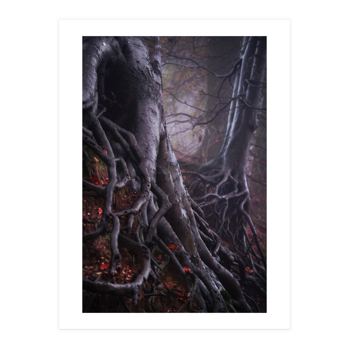 Tree roots (Print Only)