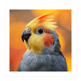 Cockatiel Parrot Close Up  (Print Only) thumbnail