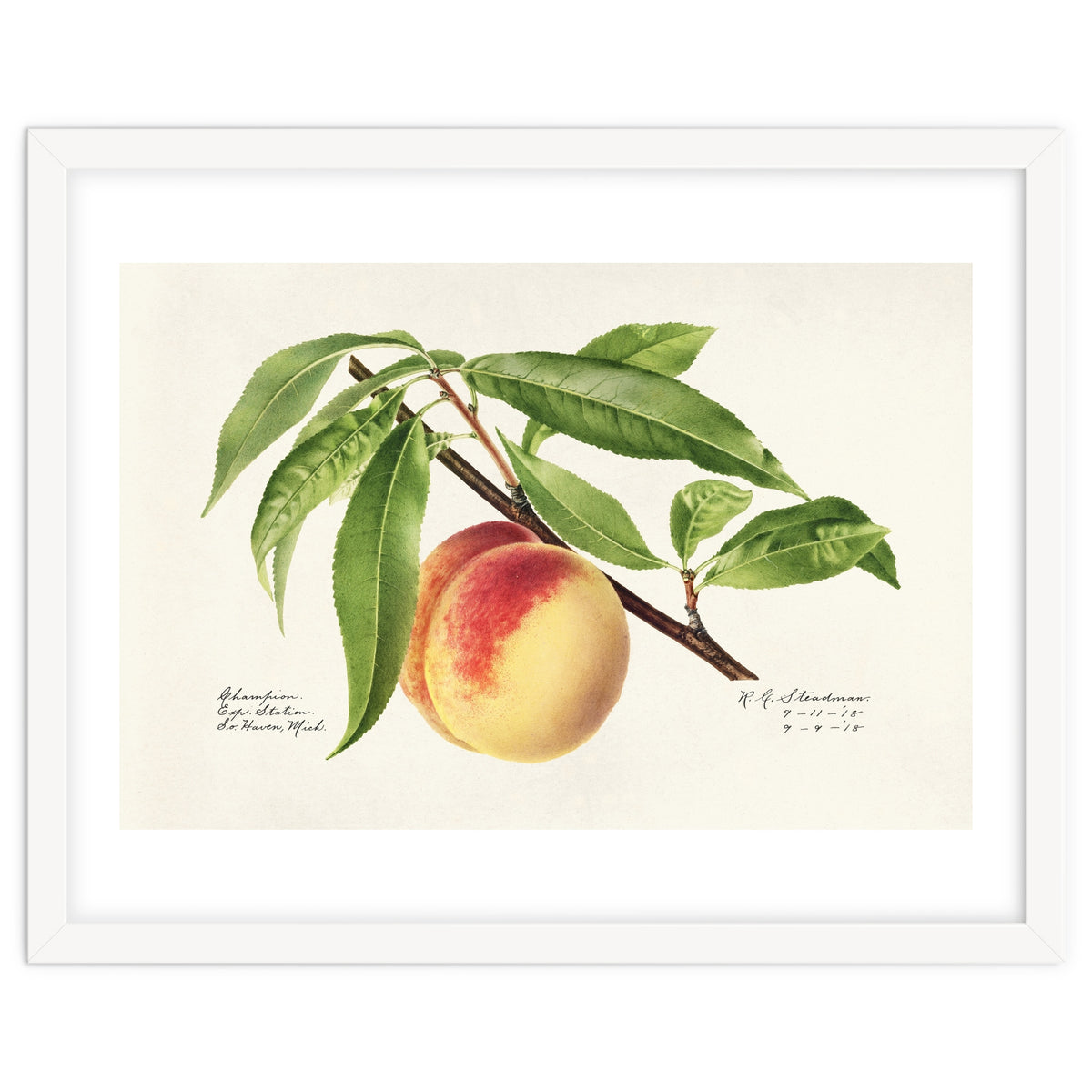 Royal Charles Steadman – Peach Twig (Prunus persica) (1918)