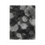 Hydrangeas | Black & White Portrait (Print Only) thumbnail