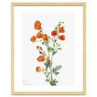 Mary Vaux Walcott – Scarlet Globe Mallow (Sphaeralcea grossulariaefolia) (1927)