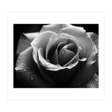 Ethereal Monochromatic Rose Petal Macro (Print Only) thumbnail