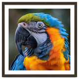 Close Up Portrait Of A Blue And Gold Macaw Parrot thumbnail