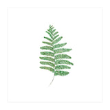 Fern  (Print Only) thumbnail
