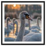 Close Up Of Swan With Water Droplets At Sunrise thumbnail