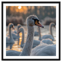 Close Up Of Swan With Water Droplets At Sunrise