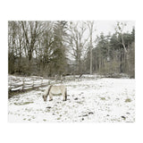 White horse in the snow field (Print Only) thumbnail
