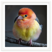 Beautiful Bird With Vibrant Orange And Yellow Plumage