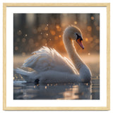 Majestic Swan Gliding On Water During Sunset Golden Hour Wildlife thumbnail
