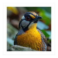 Close-up of a Yellow Bird featuring a Striking Red eye (Print Only)