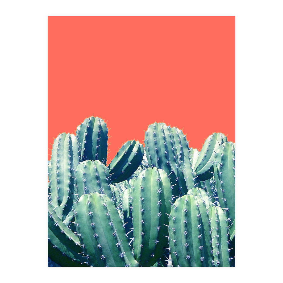 Cactus On Coral (Print Only)