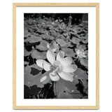 Hylas | Black & White thumbnail