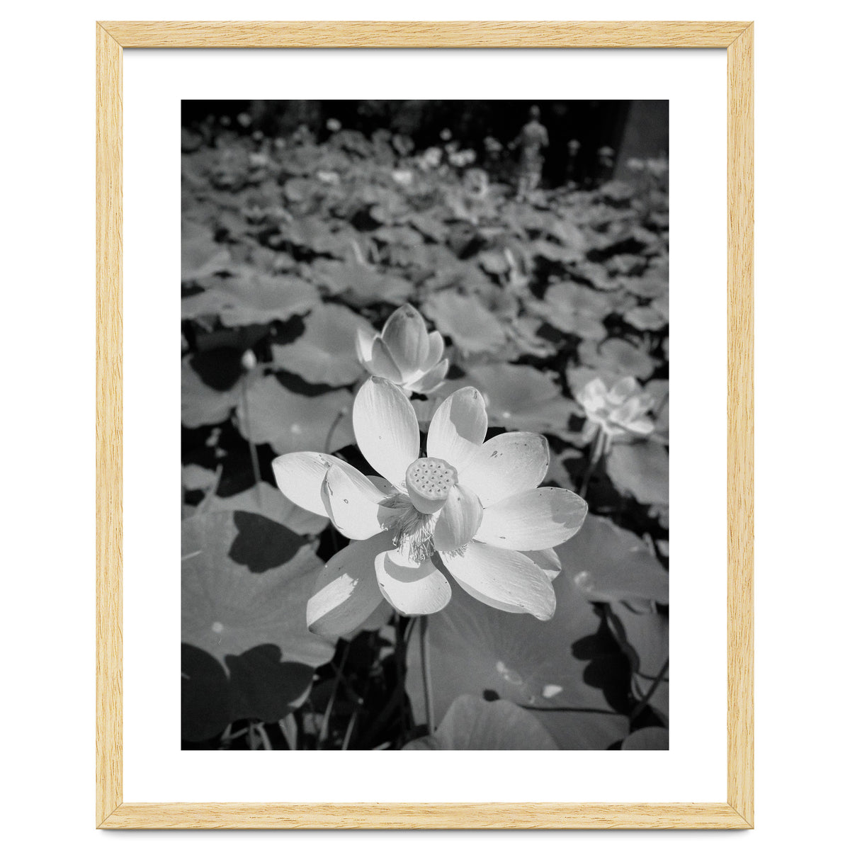 Hylas | Black & White