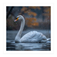 Swan Floating Gracefully On Water In Autumn (Print Only)