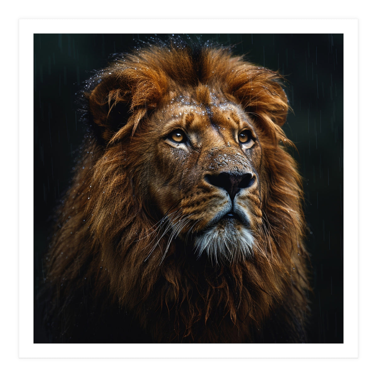 Majestic Lion Portrait In Gentle Rain (Print Only)