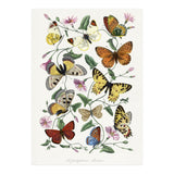 Paul Gervais – Butterfly and Moth Natural History Illustration (1842) (Print Only) thumbnail