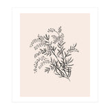 Acacia Botanical illustration (Print Only) thumbnail