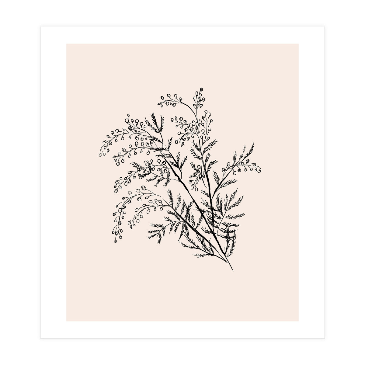 Acacia Botanical illustration (Print Only)
