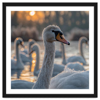 Close Up Of Swan With Water Droplets At Sunrise