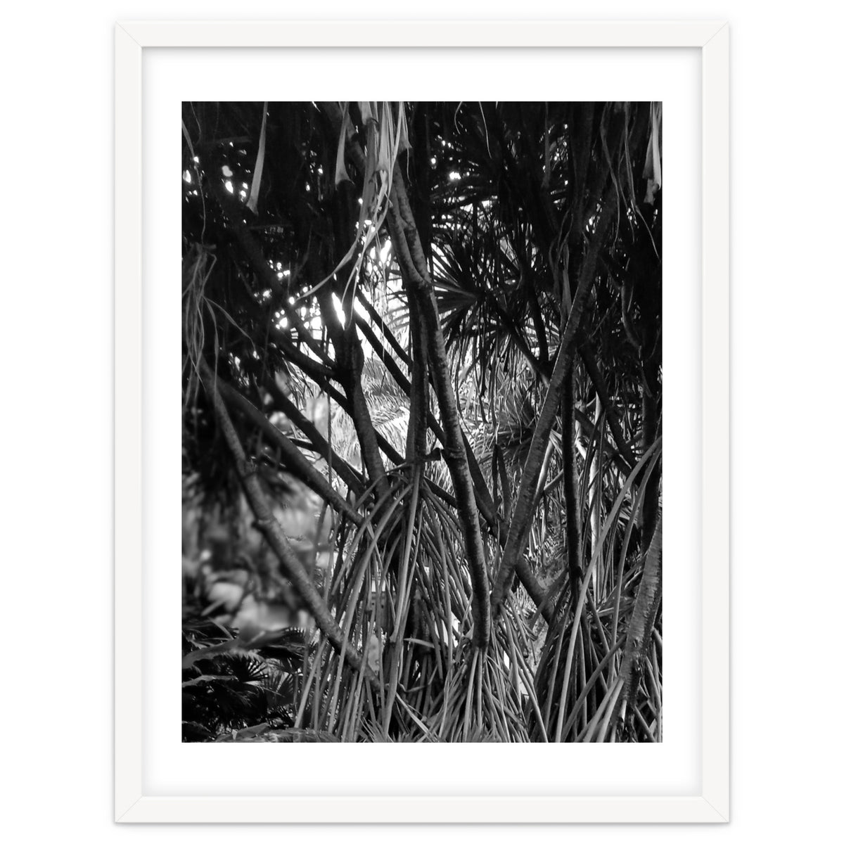 Black Tectorius Plant Art