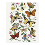 Paul Gervais – Butterfly and Moth Natural History Illustration (1842) (Print Only) thumbnail