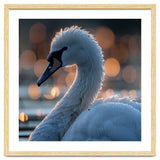 Close-up Shot of a Swan with Water Droplets thumbnail