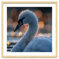Close-up Shot of a Swan with Water Droplets