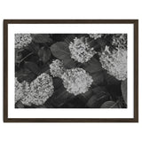 Hydrangeas | Black & White Landscape thumbnail