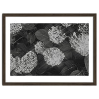 Hydrangeas | Black & White Landscape