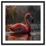 Pink Flamingo Swimming In Sunlight Water thumbnail