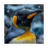 King Penguin Close Up In The Rain (Print Only) thumbnail