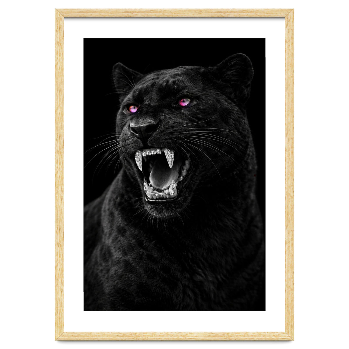 Black leopard with colorful eyes portrait