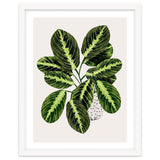 Maranta Plant thumbnail