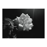 Desire (Print Only) thumbnail