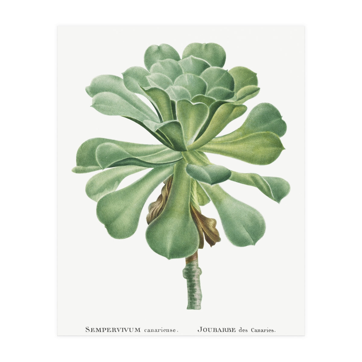 Pierre-Joseph Redouté – Sempervivum Canariense (1799) (Print Only)