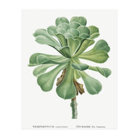 Pierre-Joseph Redouté – Sempervivum Canariense (1799) (Print Only)