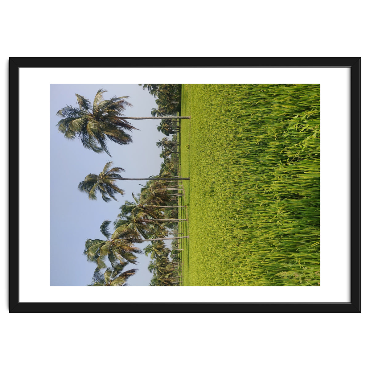 The Paddy Fields of Kerala, South India