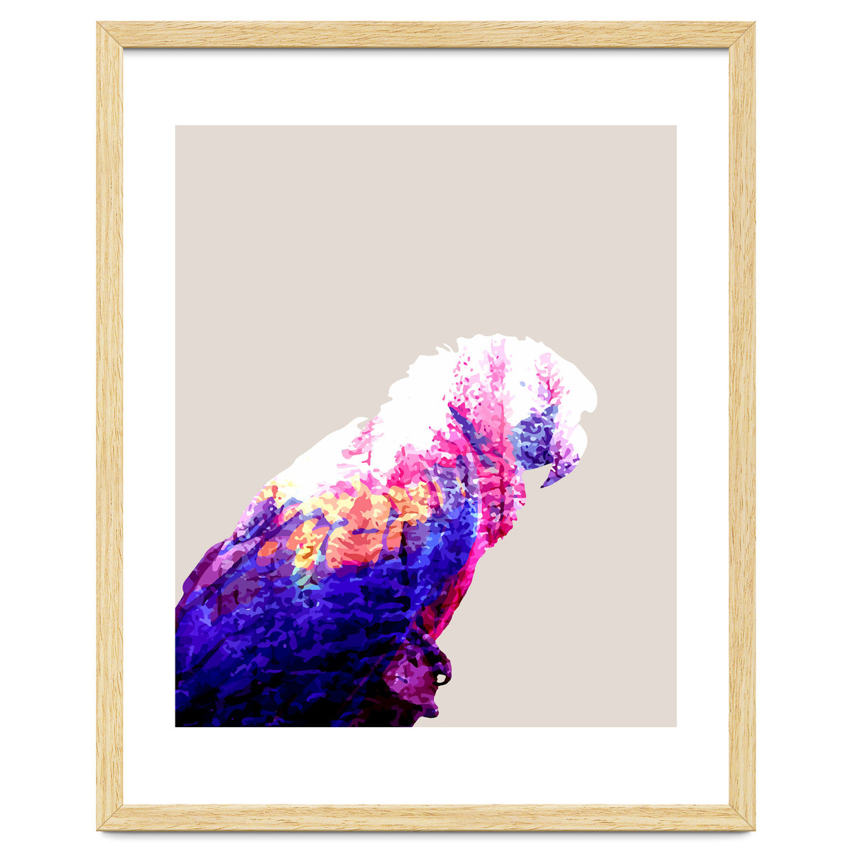 Macaw