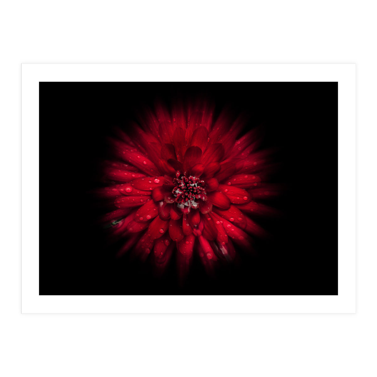 Backyard Flowers No 45 Color Flow Version (Print Only)