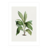 Areca Palm (Hand Drawn Botanical Illustration) (Print Only) thumbnail