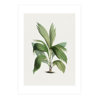 Areca Palm (Hand Drawn Botanical Illustration) (Print Only)