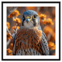 Close Up Of A Kestrel Bird Of Prey