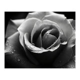 Ethereal Monochromatic Rose Petal Macro (Print Only) thumbnail