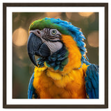 Blue And Gold Macaw Portrait Close Up thumbnail