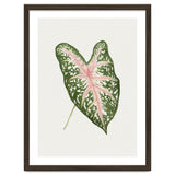 Caladium ‘Carolyn Whorton’ Leaf (Hand Drawn Illustration) thumbnail