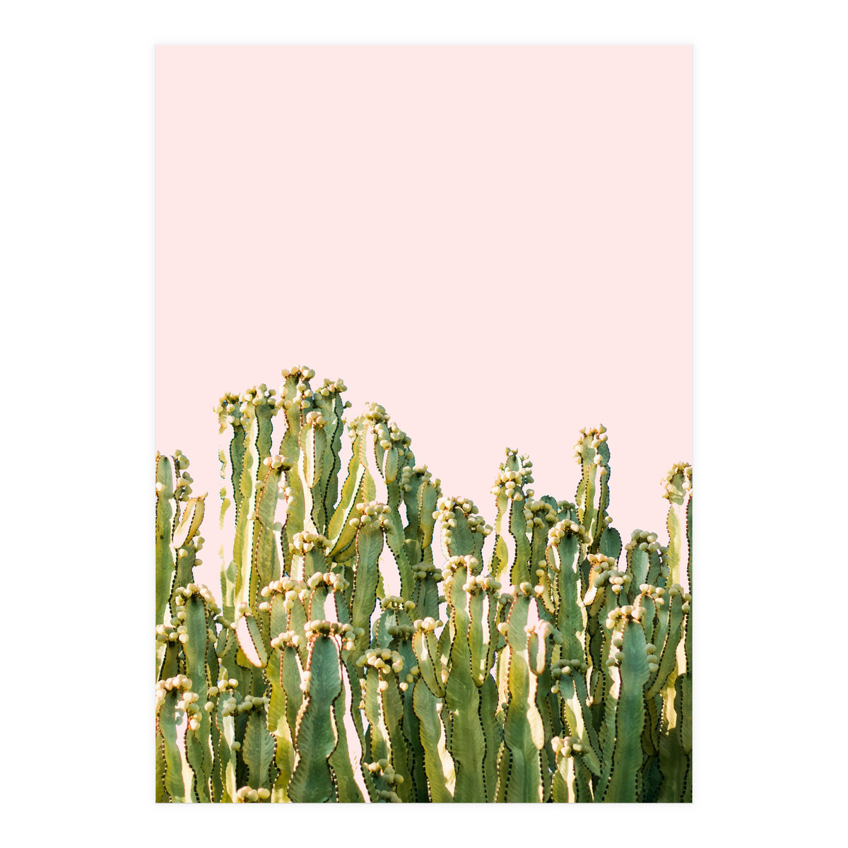 Cactus Blush #society6 #decor #buyart (Print Only)
