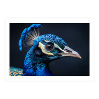 Close Up Of A Peacock Head Blue Feather (Print Only)