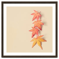 Maple In Pastel